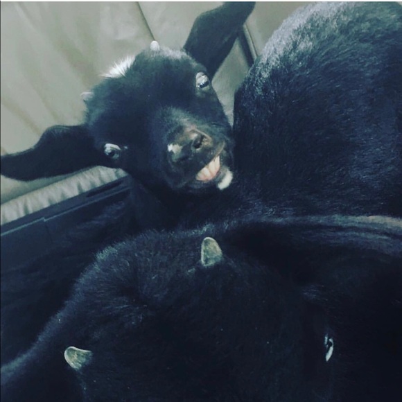 Meet your Posher, Nina - Picture 1 of 1